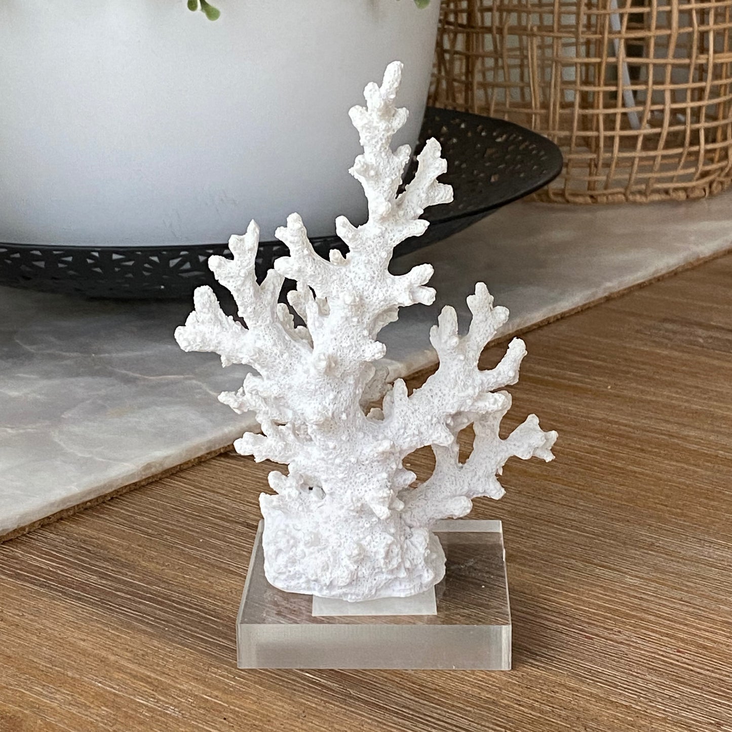 Small White Branch Coral on Acrylic Stand